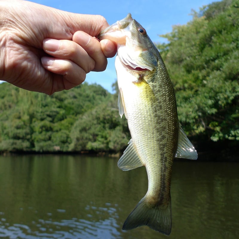 Phishing Awareness